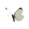 creature-butterfly-largewhitemale