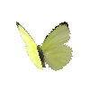 creature-butterfly-lemonemigrantalcmeoneformmale