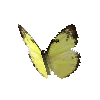 creature-butterfly-lemonemigrantfemale