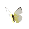 creature-butterfly-lemonemigranthilariaformmale