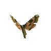 creature-butterfly-limehawkmoth