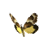 creature-butterfly-macrocosmamoth