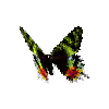 creature-butterfly-madagascansunsetmoth