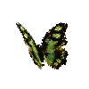 creature-butterfly-malachitebutterfly