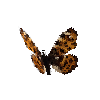 creature-butterfly-mapbutterflymalespringform
