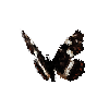 creature-butterfly-mapbutterflymalesummerform