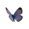 creature-butterfly-meadowbluemale
