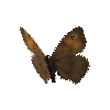 creature-butterfly-meadowbrownfemale