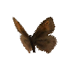 creature-butterfly-meadowbrownmale