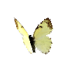creature-butterfly-mexicanmarbledwhitefemale