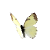 creature-butterfly-mexicanmarbledwhitemale