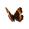 creature-butterfly-milbertstortoiseshellmale
