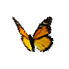 creature-butterfly-monarch