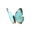creature-butterfly-morphoportis