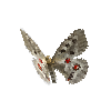 creature-butterfly-mountainapollofemale