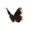 creature-butterfly-mourningcloak