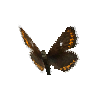 creature-butterfly-northernbrownargusfemale
