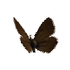 creature-butterfly-northernbrownargusmale