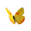 creature-butterfly-orangebarredsulphurmale