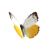 creature-butterfly-orangeemigrantfemale