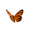 creature-butterfly-orangetiger