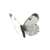 creature-butterfly-orangetipfemale