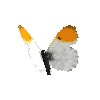 creature-butterfly-orangetipmale