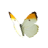 creature-butterfly-orangetippedanglesulfur