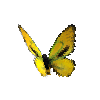creature-butterfly-ornithopterapriamuseuphorionabgoldenmale
