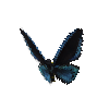 creature-butterfly-ornithopterapriamusmiokensismale