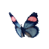 creature-butterfly-paintedbeauty