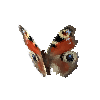creature-butterfly-peacock