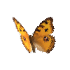 creature-butterfly-peacockpansy