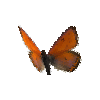 creature-butterfly-purpleedgedcoppermale