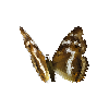 creature-butterfly-purpleemperorfemale