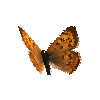 creature-butterfly-purplishcopperfemale