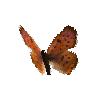creature-butterfly-purplishcoppermale