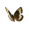 creature-butterfly-rockgraylingmale