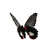 creature-butterfly-scarletmormonfemale
