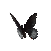 creature-butterfly-scarletmormonmale