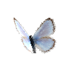 creature-butterfly-silverybluemale