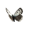 creature-butterfly-smallcopperabschmidtiifemale