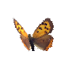 creature-butterfly-smallcoppermale