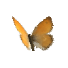 creature-butterfly-smallheathmale