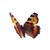 creature-butterfly-smalltortoiseshell