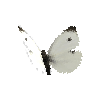 creature-butterfly-smallwhitemale
