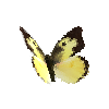 creature-butterfly-southerndogfacemale