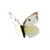 creature-butterfly-southerndogfacewhitefemale