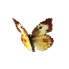 creature-butterfly-southerndogfaceyellowfemale