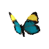 creature-butterfly-stichelseyemarkfemale